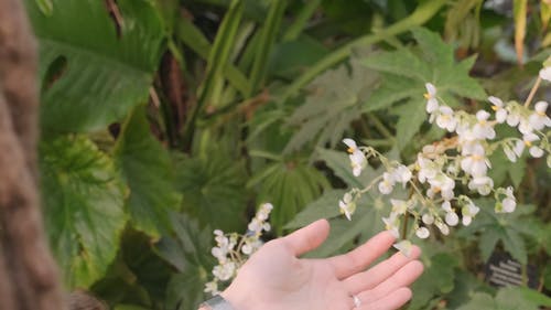 一个女人抚摸和嗅到植物的花 · 免费素材视频