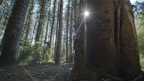 透过森林的高大的树木窥视着太阳的光芒 · 免费素材视频