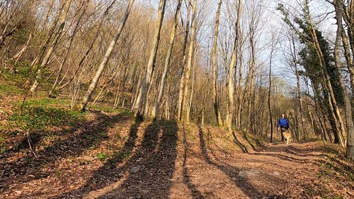 有关dogwalk, 冒险, 冷静的免费素材视频