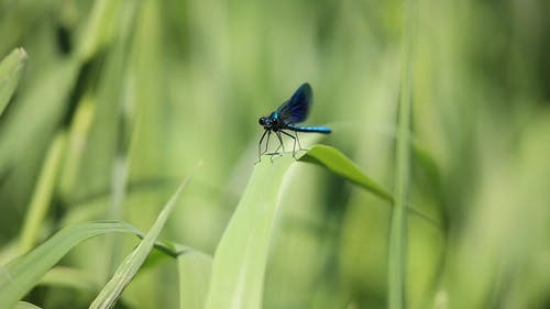 有关叶片叶片, 宏观, 小的免费素材视频