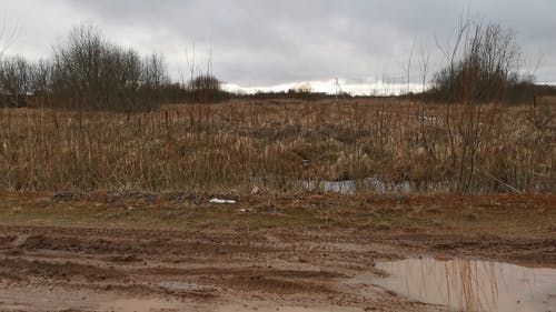 一个男人与他的狗在路上行走的画面 · 免费素材视频