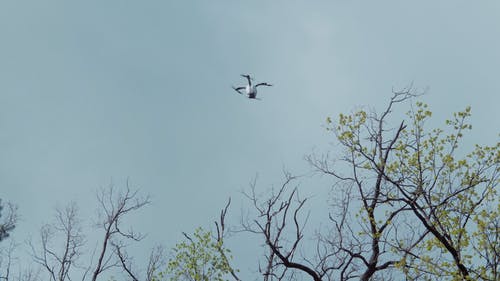 有关光秃秃的树木, 天空, 户外的免费素材视频