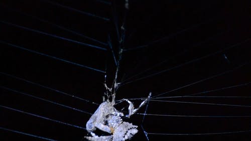 特写蜘蛛吃它的猎物的镜头 · 免费素材视频