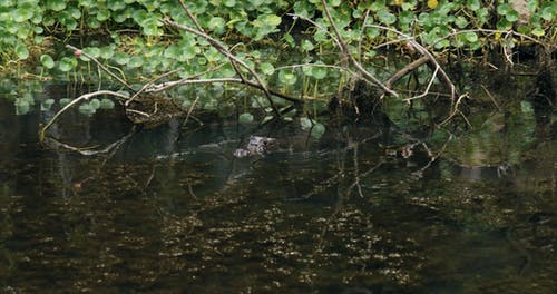 沼泽中的鳄鱼狩猎 · 免费素材视频