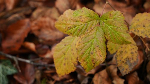 植物叶片变色和损坏 · 免费素材视频