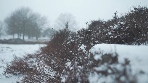 降雪覆盖地面 · 免费素材视频