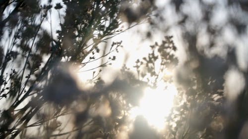 有关停止运动, 多风, 天性的免费素材视频