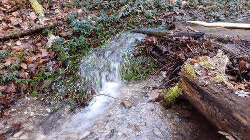 水流过植物和石头 · 免费素材视频