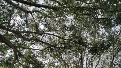 有关从下面, 天性, 户外的免费素材视频