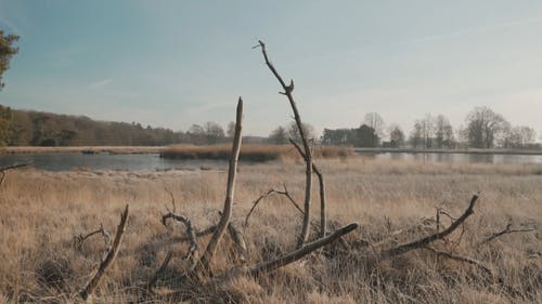 湖边的干草地 · 免费素材视频