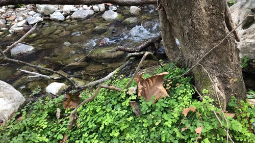 一条小河在森林里的镜头 · 免费素材视频