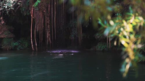 有关人, 天性, 户外的免费素材视频