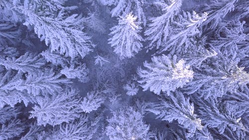 大雪覆盖的树木 · 免费素材视频