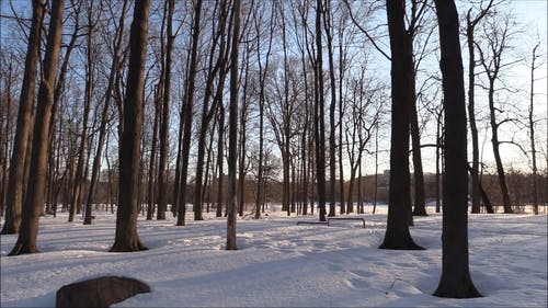 有关全景, 公园, 冬季的免费素材视频