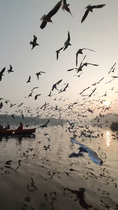 一群海鸥飞过一片水 · 免费素材视频