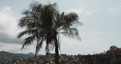 椰子树的冠层 · 免费素材视频