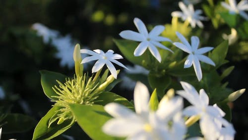 在花园里种花的植物 · 免费素材视频