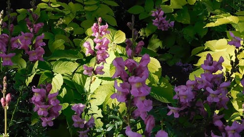 有关含花植物, 户外, 日视频的免费素材视频