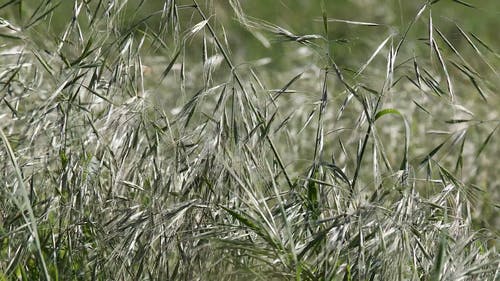 有关多风, 天, 天性的免费素材视频