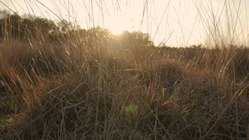 有关dwingelderveld, 天性, 德伦特的免费素材视频