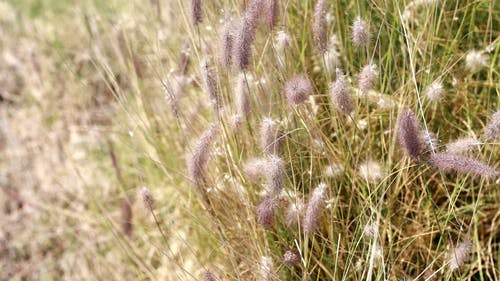 在野外生长的野草花 · 免费素材视频