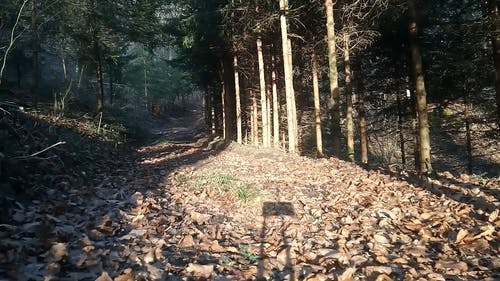 有关dogwalk, 天性, 女人的免费素材视频