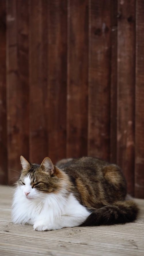 木质表面上的虎斑猫，闭上眼睛 · 免费素材视频