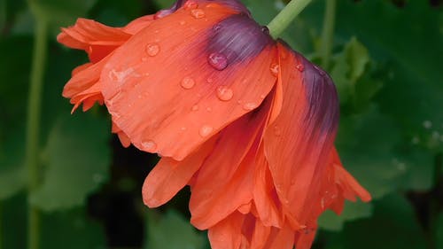 雨后的花瓣上的水滴 · 免费素材视频