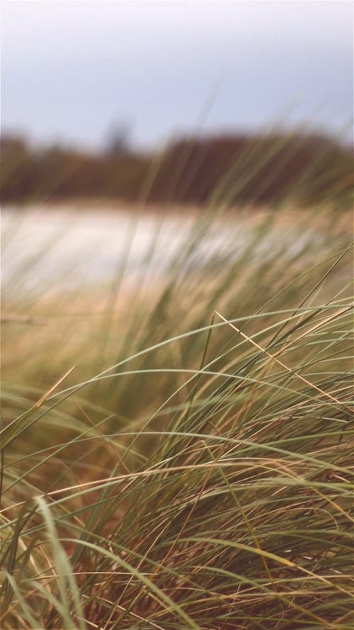 高大的刃草在野外生长 · 免费素材视频