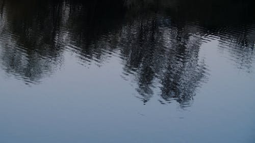 有关birds_flying, 天性, 平静的水面的免费素材视频