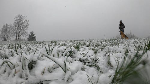 有关下雪, 低角度拍摄, 冬季的免费素材视频