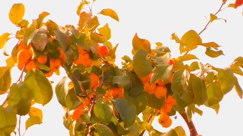 秋天的结果实树的颜色 · 免费素材视频