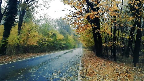 有关国家公园, 多雨的, 天性的免费素材视频