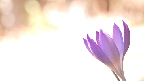 关闭了一朵紫色的花的镜头 · 免费素材视频