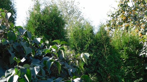 不同种类的植物在野外生长 · 免费素材视频