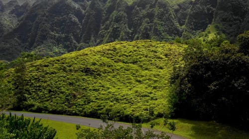 有关天性, 山, 常绿的免费素材视频