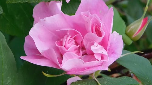 有关树叶, 特写, 粉红色的玫瑰的免费素材视频