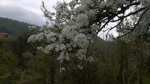 有关增长, 多风, 天性的免费素材视频