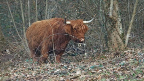 野牛在树林里散步 · 免费素材视频