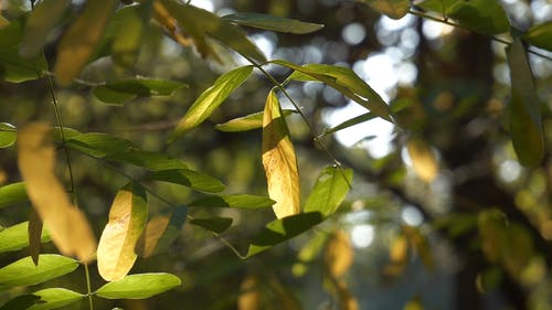 一棵树与阳光的绿色和黄色叶子的特写视图 · 免费素材视频
