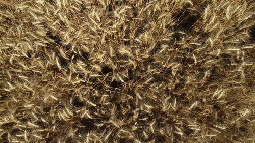 有关农业用地, 户外, 白天的免费素材视频