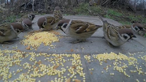 吃麻雀的野生麻雀放在金属表面上 · 免费素材视频