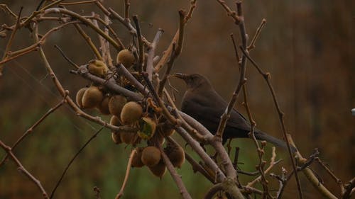 一只野生黑鸟以树上的果实为食 · 免费素材视频