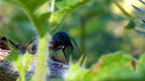 在树的树枝上爬行的黑蚂蚁 · 免费素材视频