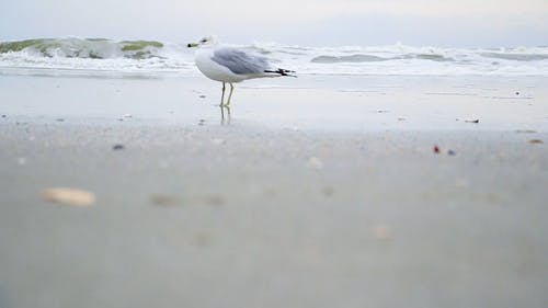 岸上的海鸥 · 免费素材视频