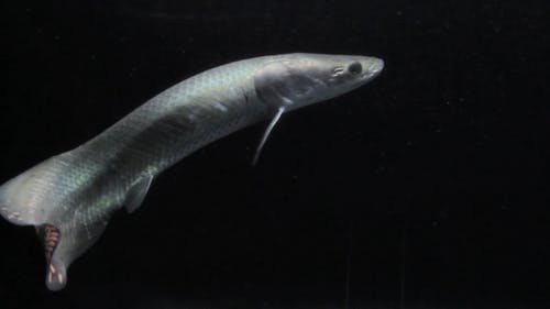 有关一, 水下, 海洋动物的免费素材视频