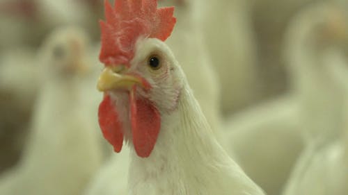 鸡家禽养殖业 · 免费素材视频