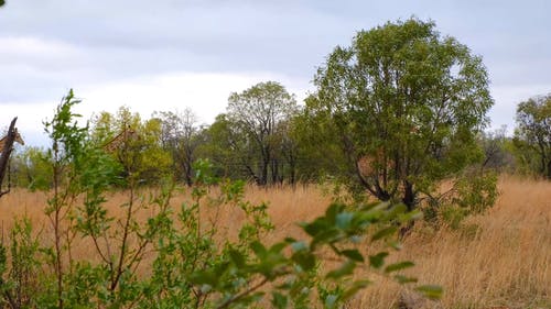 长颈鹿及其环境 · 免费素材视频