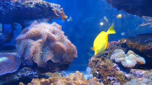 水族馆里五颜六色的海水鱼 · 免费素材视频