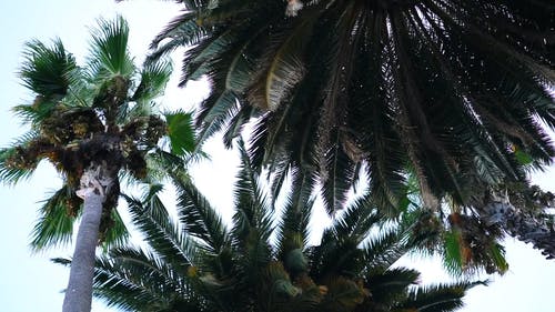 棕榈树与椰子树并排站立 · 免费素材视频
